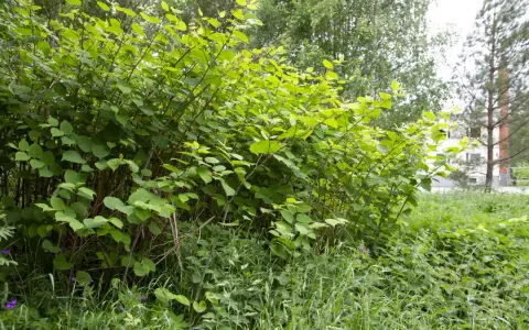 Tätt växande ormrot, en invasiv art, breder ut sig med sina stora gröna blad.