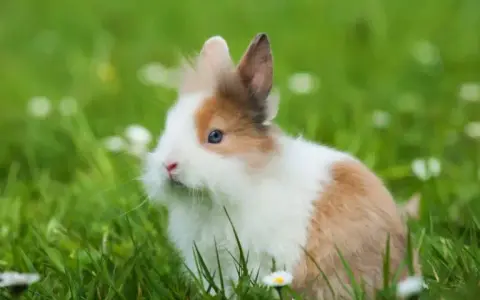 Ile kosztuje królik w sklepie zoologicznym? Ceny, które musisz znać