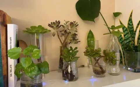 Varias plantas en agua, algunas suculentas y otras de hoja verde, crecen en jarrones y botellas recicladas.