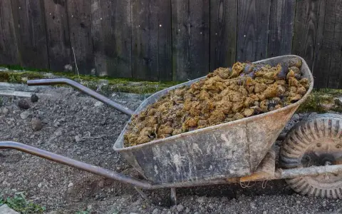 Brouette remplie de fumier de cheval, riche en valeur NPK pour le jardin.