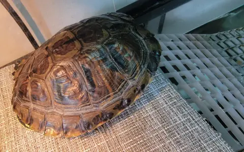 Twój żółw rośnie? Tempo wzrostu i klucz do zdrowego pancerza