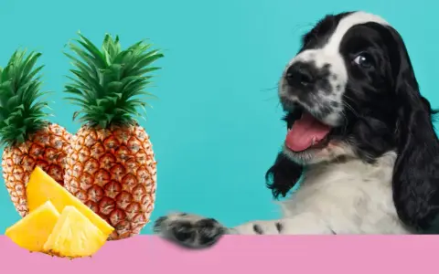 Czy pies może jeść ananasa? Bezpieczne sposoby na podanie owocu