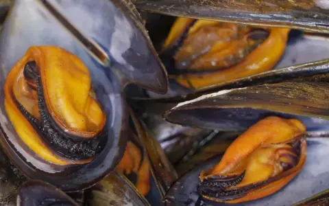 Primer plano de mejillones al vapor, con sus carnosas y anaranjadas partes visibles dentro de las conchas oscuras.