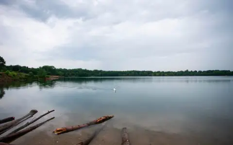 Ein Schwan schwimmt auf dem ruhigen Kiesgrubensee Gremberghoven, umgeben von grünen Bäumen unter einem bewölkten Himmel.