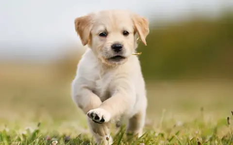 Ile waży szczeniak golden retriever? Sprawdź, jak rośnie Twój pupil
