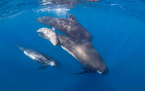 Un gruppo di cetacei, tra cui un piccolo, nuota in acque blu.