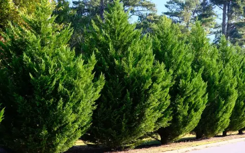 Rangée de cyprès verts, denses et bien taillés. Ces arbres sont magnifiques, mais leurs inconvénients incluent une croissance lente et une sensibilité à certains parasites.