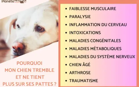 Mon chien de 14 ans ne tient plus sur ses pattes. Causes possibles : faiblesse musculaire, arthrose, ou autre maladie.