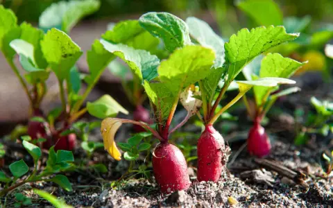 Young radishes with bright green leaves emerging from the soil. A perfect example of what to grow in a garden for a quick harvest.