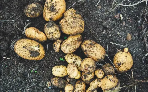 Färska, jordiga potatisar, en påminnelse om gamla potatissorter och skördetid.