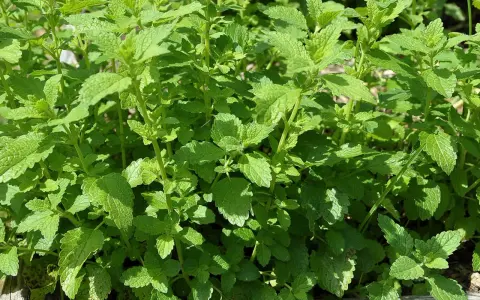 Ein dichtes Beet mit frischer Zitronenmelisse, bereit zum Ernten und **zitronenmelisse trocknen** für Tee.