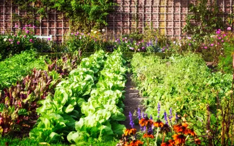 Un potager luxuriant, idéal pour un plan potager 20m2, avec des rangées de laitues, de bettes et de fleurs colorées devant un mur de briques.