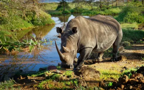 Nosorożec pije wodę nad brzegiem jeziora Nakuru. W tle drzewa i trawa.