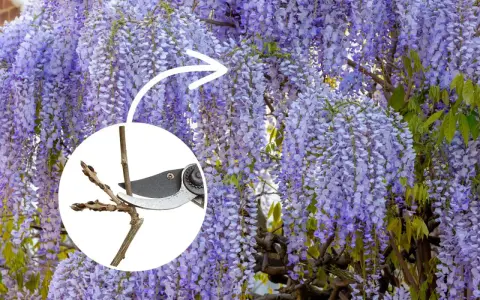 Piękna wisteria w pełnym rozkwicie. W okręgu sekator przycina gałązkę, pokazując, kiedy kwitnie wisteria i jak o nią dbać.