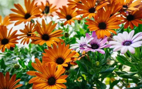 Magnifique **osteospermum floraison** aux teintes orangées et violettes, un spectacle de couleurs vives et de pétales délicats.