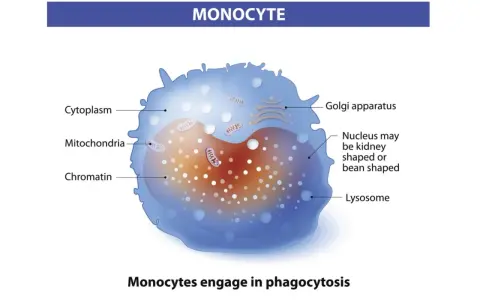 Monocyty to białe krwinki, które pochłaniają patogeny. Widoczny jest ich jądro, mitochondria i cytoplazma.