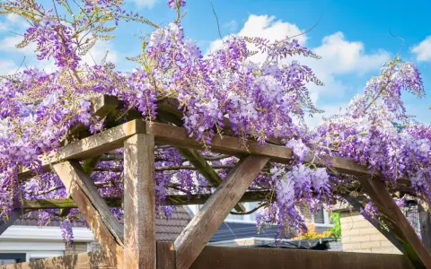 Üppige, winterharte Kletterpflanzen mit lila Blüten hängen von einer Holzpergola unter blauem Himmel.
