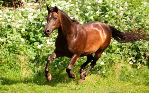 Braunes Pferd galoppiert durch blühende Wiese. Ein schönes Beispiel für verschiedene Pony Rassen in Aktion.