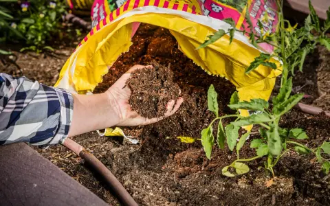 Hand holding rich soil from a bag, comparing raised bed soil vs garden soil for a new tomato plant.