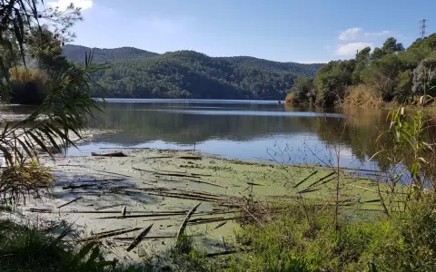 Un lago sereno en el parc del Foix, con vegetación flotante y colinas boscosas al fondo bajo un cielo azul.