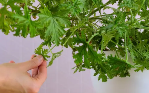 Dłoń zbiera liście geranium, które posłużą do przygotowania nalewki z geranium na stawy.