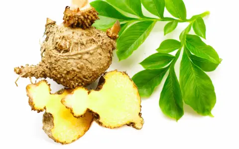 Bulwa i liście konjac. Choć glukomannan ma wiele zalet, warto znać potencjalne skutki uboczne.