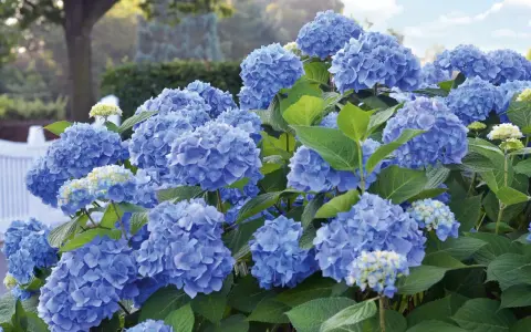 Prächtige blaue Hortensienblüten im Garten. Mit der richtigen Hortensien Pflege werden sie zu einem echten Hingucker.
