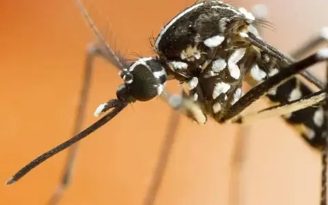 Primer plano de un mosquito tigre, una plaga que transmite enfermedades. Sus patas y cuerpo negro con rayas blancas son visibles.