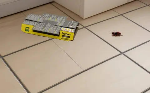 Una cucaracha se encuentra cerca de una caja de trampas adhesivas Preben, lista para desinfectar cucarachas.