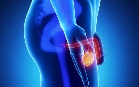 Czy mężczyzna ma jajniki? Odkryj prawdę o anatomii płciowej