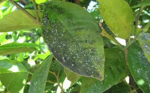 Foglie di agrumi con macchie scure e biancastre, segni di malattie che colpiscono la pianta.