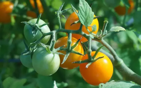 Tomates "Honey Moon" vertes et orangées sur leur tige, promettant une récolte savoureuse.