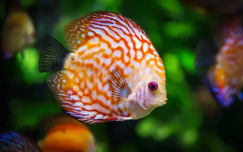 Un pesce disco dai colori vivaci, con striature arancioni e bianche, nuota in un acquario. Quante specie di pesci esistono?