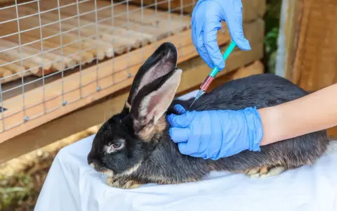Tierarzt impft Kaninchen. Die Frage, wie oft Kaninchen impfen, ist wichtig für die Gesundheit.