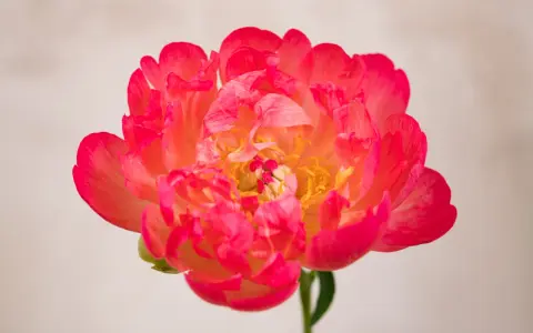 Peonía coral vibrante, símbolo de prosperidad y romance. Su exuberante belleza evoca el peonias significado de buena fortuna y felicidad.