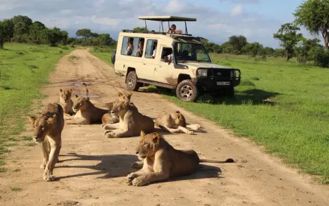 Lwy na drodze w Tanzanii, obok samochodu terenowego z turystami. Niesamowite zanzibar zwierzęta w ich naturalnym środowisku.