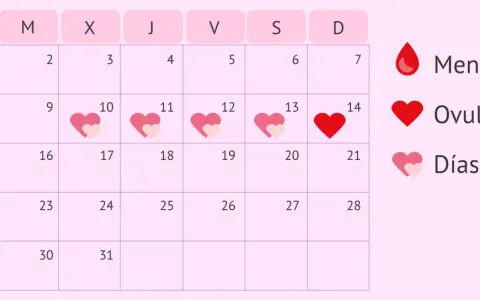 Calendario menstrual. La ovulación dura un día, marcado con un corazón rojo. Los días fértiles son los que rodean la ovulación.