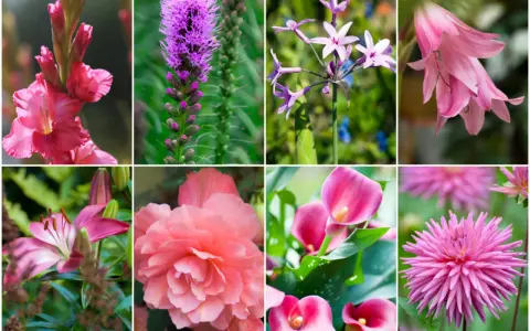 Kolaż ośmiu zdjęć kwiatów. Wśród nich gladiolus, liliowiec, kalie i dalia, wszystkie w odcieniach różu.