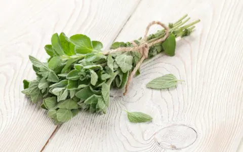 Pęczek świeżego oregano, znanego z tego, że jest jednym z najsilniejszych ziół przeciwgrzybiczych, leży na drewnianym blacie.