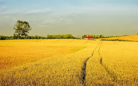 Złote pole pszenicy, samotne drzewo i dom z czerwonym dachem. Idealne miejsce na agro turystykę.