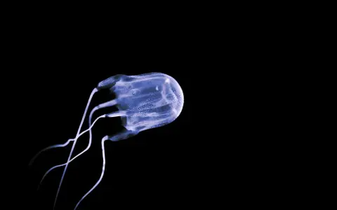 Medusa cubica trasparente, con tentacoli sottili, nuota nell'oscurità. Un esempio di meduse mortali.