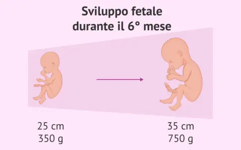 Sviluppo fetale nel 6° mese: un feto di 25 cm e 350 g evolve a 35 cm e 750 g.