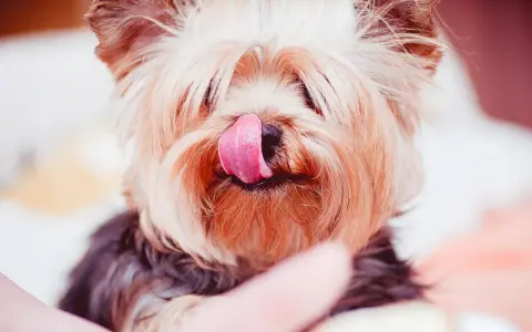 Söt yorkshireterrier slickar sig om munnen. Tänk på att xylitol är farligt för hundar, så undvik att ge dem sötsaker med det.