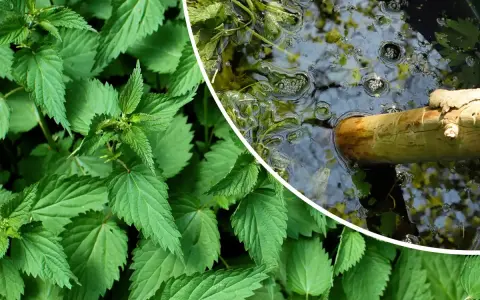 Orties vertes luxuriantes à gauche, et à droite, un bâton en bois flotte dans un liquide trouble, signe que le purin d'ortie dangereux est en préparation.