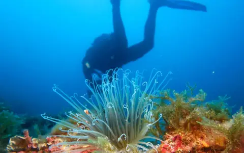 Buceador observa la rica biodiversidad marina, con una anémona y algas en primer plano.