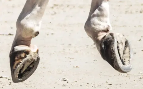 Gros plan sur les pieds d'un cheval, sabots ferrés sur le sable. On dirait un radio pied cheval en mouvement.