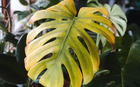 Monstera żółkną liście, z brązowymi brzegami. W tle inne rośliny.