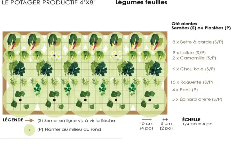 Plan d'un potager de légumes feuilles pour le semis de printemps : laitues, épinards, roquette, persil, chou kale, bette à carde et camomille.