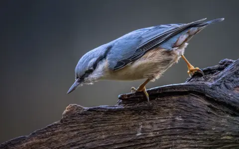 Ptak siada na gałęzi. Wspaniała fotografia przyrody.