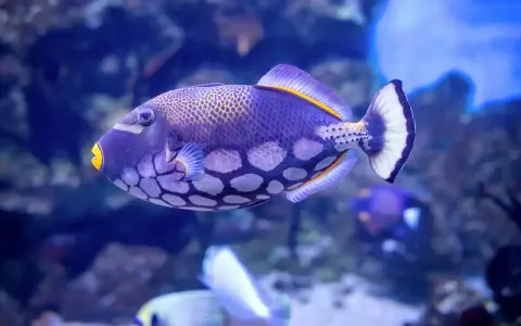 Un vibrante pez ballesta morado con manchas blancas y boca amarilla nada en un acuario azul.